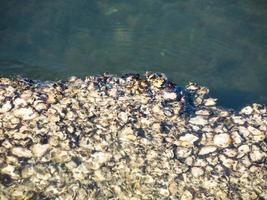 Oysters shell on the ocean rock. photo