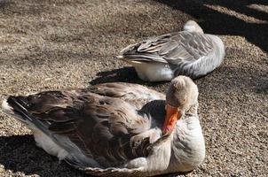 Two Big gray geese are sleeping on the ground in a farming area, Australia. photo