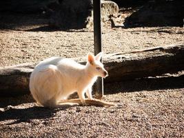 Cute Albino wallaby alone in the Zoo. photo