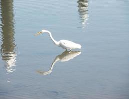 caza de aves garceta intermedia para alimento en cook river, sydney, australia. foto