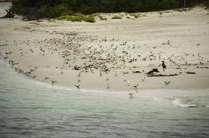 Crowded little birds on the beach in Sydney, Australia. photo