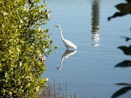 Intermediate Egret bird hunting for food in Cook river, Sydney, Australia. photo