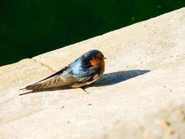 Blue Welcome swallow bird alone cute color little bird. photo