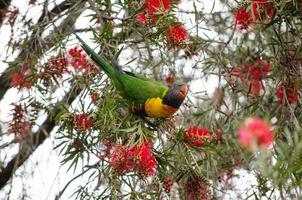 el lorikeet arcoiris es una especie de loro que busca comida de la flor roja del cepillo de botella en una temporada de primavera en un jardín botánico. foto