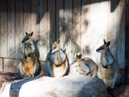 Four cute wallaby standing together in the zoo.