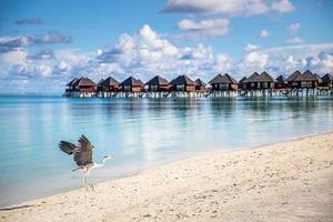 Beautiful blue sunny sea tropical nature background. Beach holiday luxury resort villas bungalow island shore, amazing wildlife scenic freedom adventure, Grey Heron bird hunting. Exotic destination photo