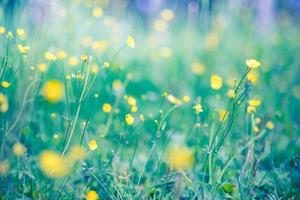 Abstract soft focus sunset field landscape of yellow flowers and grass meadow warm golden hour sunset sunrise time. Tranquil spring summer nature closeup and blurred forest background. Idyllic nature photo