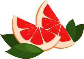 pomelo, ilustración, vector sobre fondo blanco