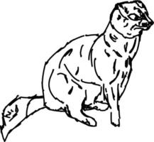 Dibujo de mangosta, ilustración, vector sobre fondo blanco.