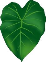 Taro leaf, illustration, vector on white background