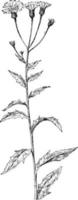 Canada Hawkweed vintage illustration. vector