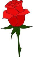 Red rose, illustration, vector on white background.