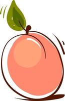 Apricot sketch, illustration, vector on white background.