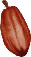 cutout cacao fruit simplicity watercolor painting. png