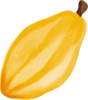 pintura de acuarela de sencillez de fruta de cacao recortada. png