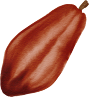 cutout cacao fruit simplicity watercolor painting. png