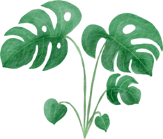 cutout monstera leaf watercolor simplicity painting. png