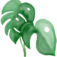 pintura de simplicidad de acuarela de hoja de monstera recortada. png