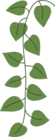 simplicity ivy freehand drawing. png