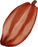 pintura de acuarela de sencillez de fruta de cacao recortada. png