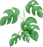 cutout monstera leaf watercolor simplicity painting. png