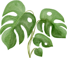 cutout monstera leaf watercolor simplicity painting. png