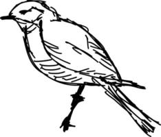 Bird drawing, illustration, vector on white background.