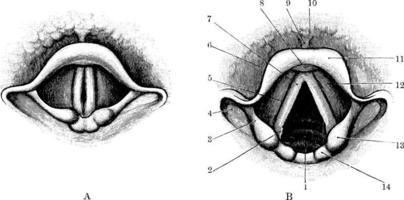 Cavity of larynx through laryngoscope, vintage illustration. vector