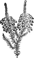 ilustración vintage de brezo de invierno. vector