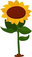 Yellow sunflower, illustration, vector on white background