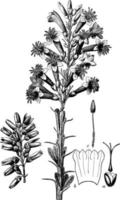 Candlewood fouquiera splendens vintage illustration. vector