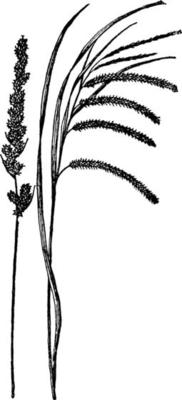 Fox Sedge and Fringed Sedge vintage illustration.
