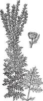 Artemisia Vulgaris vintage illustration. vector