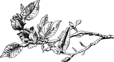 ilustración vintage de magnolias. vector