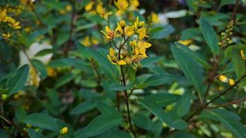 Galphimia gracilis, eine Art aus der Gattung Galphimia der Familie Malpighiaceae, oft unter den gebräuchlichen Namen Shower Gold oder Shower Gold, Slim Golden Shower oder manchmal Thryallis video