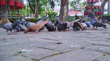 Pigeons of various colors eating corn on the ground or on the sidewalks of a city park. video