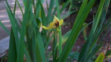 neomarica longifolia is een soorten van meerjarig kruid in de familie irissen. ze zijn van de neotropen en de oog van atlantica. ze hebben fruit capsules video