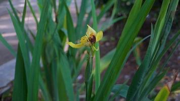 Neomarica longifolia is a species of perennial herb in the family Iridaceae. They are from The Neotropics and the Eye of Atlantica. They have fruit capsules video