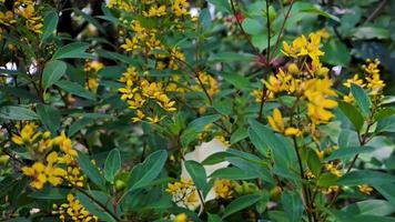 Galphimia gracilis, eine Art aus der Gattung Galphimia der Familie Malpighiaceae, oft unter den gebräuchlichen Namen Shower Gold oder Shower Gold, Slim Golden Shower oder manchmal Thryallis video