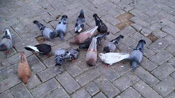 Pigeons of various colors eating corn on the ground or on the sidewalks of a city park. video