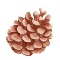 watercolor drawing  pine cones isolated for christmas isolated png