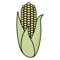 Fresh and ripe corn cob with leaves png