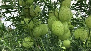 unique plants that are swept away by the wind in the afternoon video