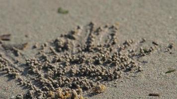 Sand bubbler crabs on asian beach making balls out of sand video