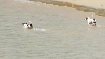 Two dogs jump on the sea wave and swim. The dog loves to swim video