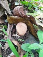 Mushroom in the garden photo