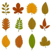 Set of twelve different autumn leaves isolated on white background. Vector illustration.