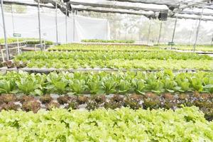 Organic hydroponic vegetable cultivation farm with soft light. photo