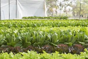 Organic hydroponic vegetable cultivation farm with soft light. photo