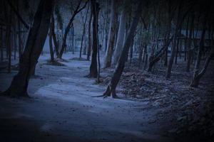 bosque misterioso de hadas atmósfera misteriosa paranormal, otro mundo un extraño en un bosque neblinoso fondo de parque oscuro y aterrador para papel tapiz. foto